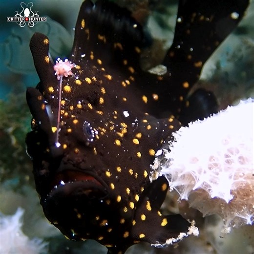47K views · 2.9K reactions | The painted frogfish up close is a sight...