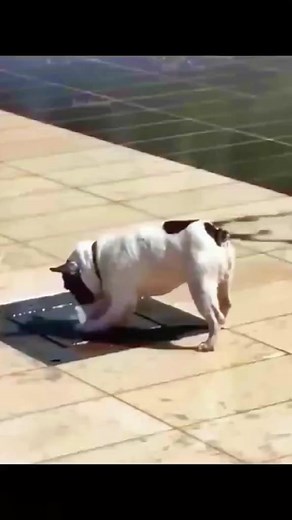 2M views · 10K reactions | Dogs Are Family - We Love Dogs on Reels | Facebook