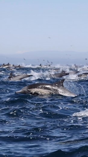 Erica Sackrison | Dolphins use the herding technique to push fish towards the surface for hunting purposes. This method is more effective than chasing... | Instagram