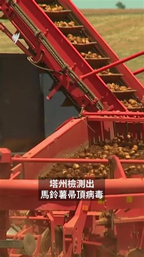 66K views · 270 reactions | 塔州在七月首次在馬鈴薯中驗出帚頂病毒（Potato mop-top virus）。這一種首次在澳洲出現的病毒，雖然不會危害人體健康，但會對馬鈴薯品質及產量造成影響。 專家表示該病毒無法根除，更有風險蔓延至澳洲大陸。 #馬鈴薯病毒 #Potatomoptopvirus #澳洲農業 #食品安全 | SBS Cantonese 廣東話節目 | Facebook
