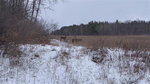 Hello There! Our visit with the whitetails this afternoon in Bath, NY. 12/9/2025 #whitetaildeerSteubencounty | Cameron Mills, New York ~ Town of Rathbone ~ Steuben County