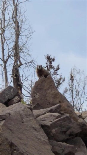 King of the rock pile rock chuck