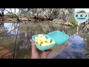 Using cheese to catch Murray Cod