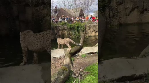Cheetah cubs explore the outdoor habitat together