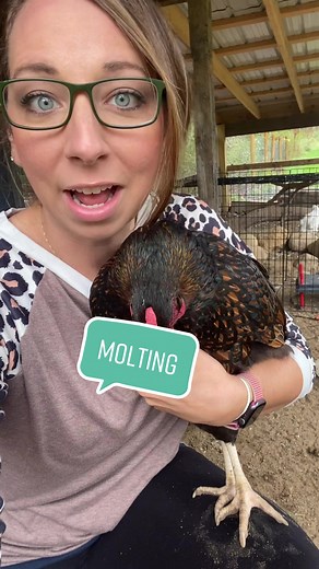 All You Need to Know About Molting Chickens