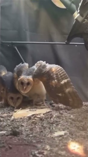 The hooting of owls 🦉