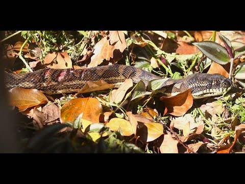 What happened to the injured Carpet python, possum and the Goanna? This is a story of 3 tails.