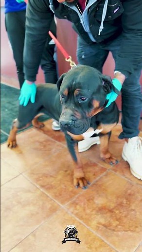 Two Calm & Relaxed Boerboels at the Vet #boerboels #healthcheckups #boerboeldog