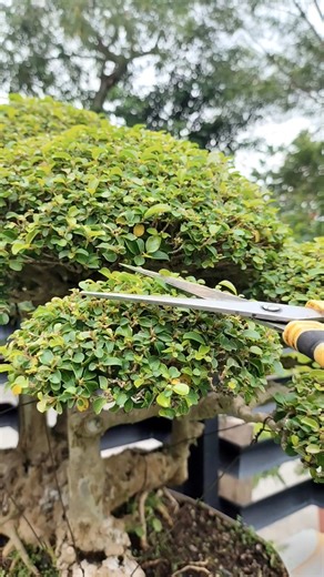Bonsai 🌳 Trimming and Maintenance #bonsai #fbreelsfypシ゚ | John Cleo Montilla Rodriguez