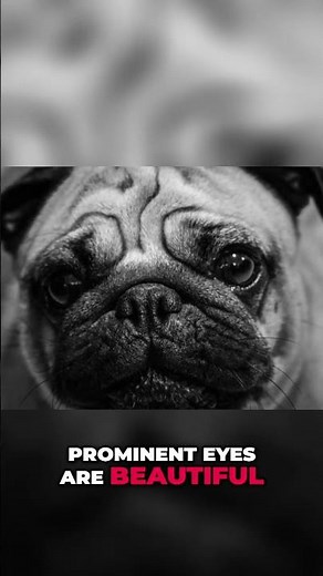 Pug's Eye Health: Diet Secrets & Vulnerabilities You NEED to Know! #shorts