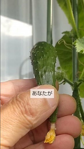 10/28【キュウリ】収穫 気温が下がっても続けて収穫をする方法はこれです
