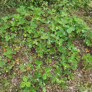 Comment protéger ses fraisiers des limaces et nuisibles