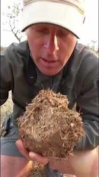 Elephant Dung Uses #Shorts