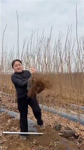Woman Pulls Out a Dead Tree with Its Roots