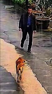 Loyal Dog Stops a Stranger from Entering the House