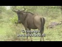 gnoe - blue wildebeest - connochaetes taurinus