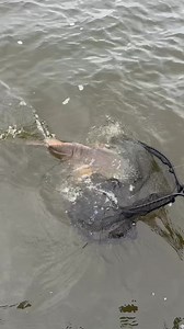 4K views · 114 reactions | We had 38” Bull Redfish with spots that looked like deer tracks! Fishing with the Gill Fishing crew in Jacksonville, Florida! #redfish #bull #jackpot #jacksonville #business #living #bestlife #lovemyjob | Jacksonville Fishing Charters - Team Buck Rogers Charters | Facebook