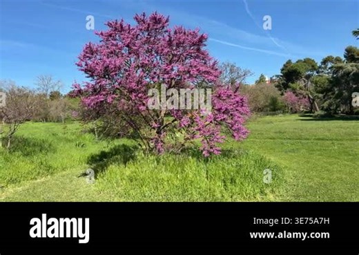 Blooming Judas tree in spring park, pink Cercis siliquastrum flowers on isolated tree with green grass and blue sky background in natural sunlight Stock Video Footage - Alamy