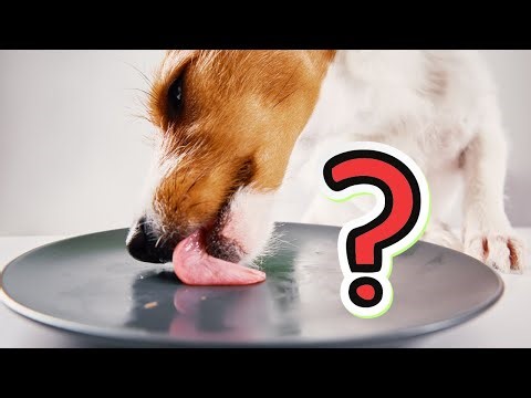 15 Human Foods That Are Actually Good for Your Dog