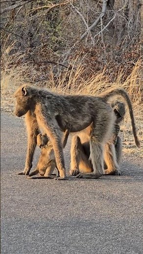 Baby Baboon nursing under mom: A Heart-warming moment in Kruger Park. #wildlife #krugersafari