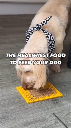 1.1K views · 162 reactions | This is the healthiest food to feed your...