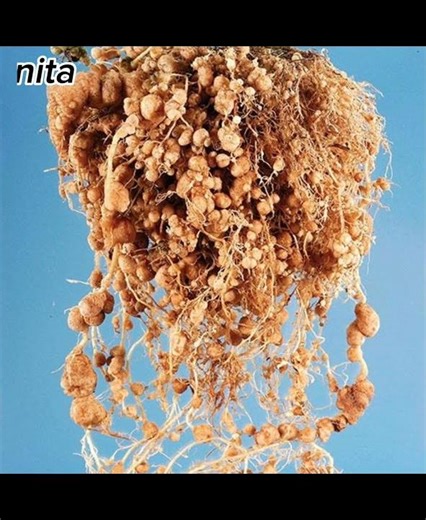 Root Knot Disease caused by Root Knot Nematodes Meloidogyne spp. #rootknotnematodes #rootknotdisease