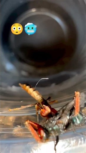 Mantis Vs Housefly | Mandit Close-up View