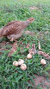 98K views · 1K reactions | Cute Partridge baby #Teetar #jangli #NaturalBeauty #naturelovers #wildlife #birds #nature | Birds Life | Facebook