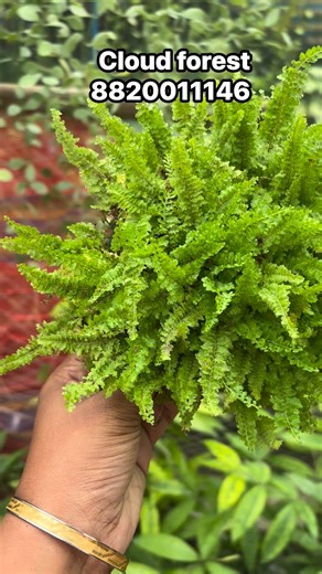 Our stunning Fern Collection brings a touch of lush greenery to any corner! 🌿 Perfect for indoor freshness and natural elegance. Easy to care and endlessly beautiful! #FernCollection #GreenVibes #IndoorPlants #CloudForest #PlantLovers #FreshAirPlants #HomeDecorGreen | Cloud Forest