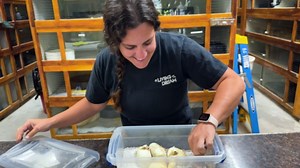 Live Boa Birth + Baby Pythons Hatch! Incredible Snake Moments