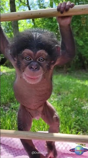 Watch This Baby Chimp Learn to Climb!
