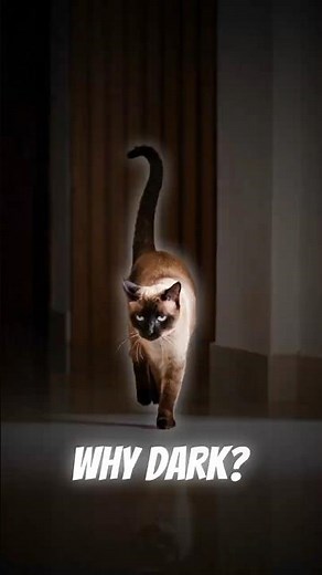 Why Siamese Cats Are Dark in Some Areas? #CatFacts