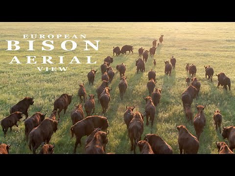 EUROPEAN BISON wild animals