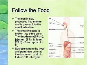 2-4-4a Digestive System