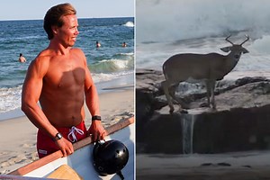 Surfer Saves Drowning Deer from ‘Rough’ Water Off Jersey Shore Coast: ‘It Was Gasping for Air’