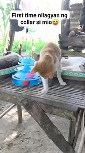 44K views · 3.1K reactions | First time nilagyan ng collar #catlover | Joe Buddy | Facebook