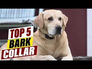 Best Bark Collars for Large Dogs: Effective Training Solutions