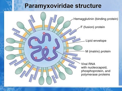 paramyxovirus( A to Z Lecture)#virus #paramyxo