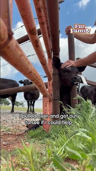 Delivery Driver Rescues Calf Stuck in Gate