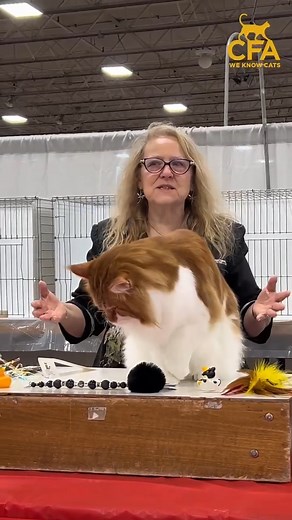 9.2K views · 470 reactions | Come To The Morgantown, PA Extravaganza Cat Show! https://fb.me/e/Mt5nJsvI #morgantown #readingpa #pottstownpa #coatesville #chestercountypa #morgantownpa | CFA Cat Shows | Facebook