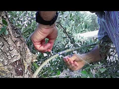 How to graft an olive tree