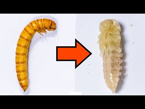 Mealworm Shedding Skin Turning into Pupa
