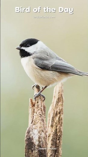 Carolina Chickadee - Our Bird of the Day