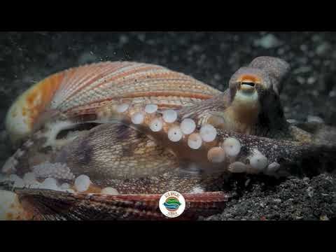 Meet the Coconut Octopus—the ocean’s clever little engineer!