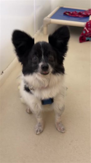 Pepper — our sweet little heart dog — is still waiting for the one thing he wants most: a family of his own. 🥺❤️ This $5 Friday, we’re rallying for him in a big way — You can donate toward his care, share his story, and help us get this tiny love bug the happy ending he deserves. Read his full story here: www.facebook.com/share/p/1BtivxuJr3/?mibextid=wwXIfr | Main Line Animal Rescue (MLAR)