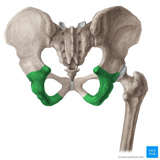 Os ischii (Sitzbein)