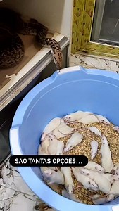 170K views · 7.5K reactions | Essa Python teve tantas opções para se alimentar que ficou até na dúvida.  #snake #biologia #veterinaria #herpetology #jiboia #epicrates #herpetologia | quintaldowilli | Facebook