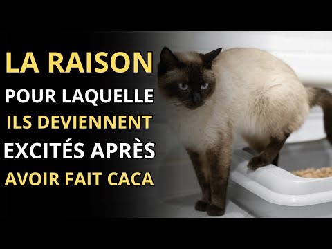 7 real reasons why cats exhibit strange behavior