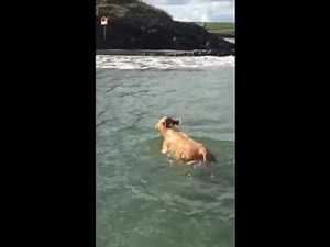 Cow and Dolphin Go for a Swim