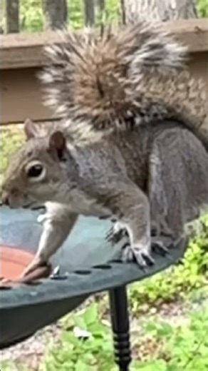 Crazy SQUIRREL! Funniest Moments Caught on Camera #squirrel, #funnyanimals,